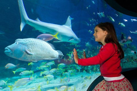 SEA LIFE Melbourne Aquarium Admission Ticket - Hotel Gold Coast 25