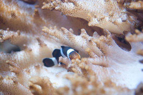 SEA LIFE Melbourne Aquarium Admission Ticket - Hotel Gold Coast 16