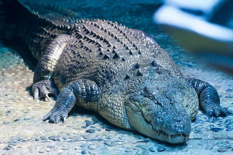 SEA LIFE Melbourne Aquarium Admission Ticket - Hotel Gold Coast 20