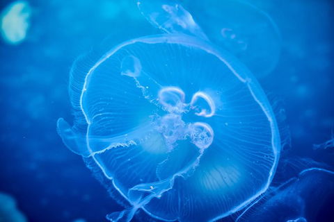 SEA LIFE Melbourne Aquarium Admission Ticket - Hotel Gold Coast 22
