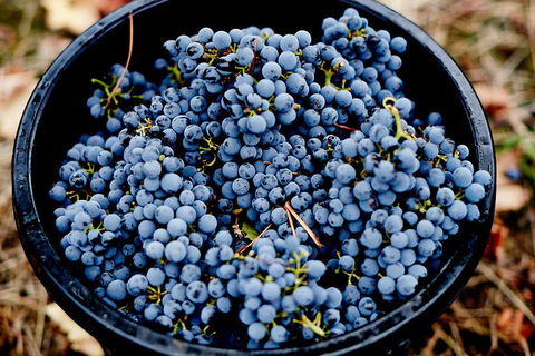 Half Day Yarra Valley Winery Day Trip From Melbourne - Hotel Gold Coast 4