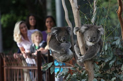 Australian Wildlife Tour At Melbourne Zoo - Hotel Gold Coast 0