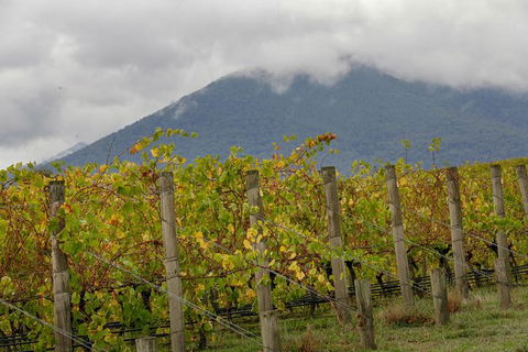 Yarra Valley Public Winery Tours - Hotel Gold Coast 4