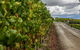 Yarra Valley Public Winery Tours - thumb 18