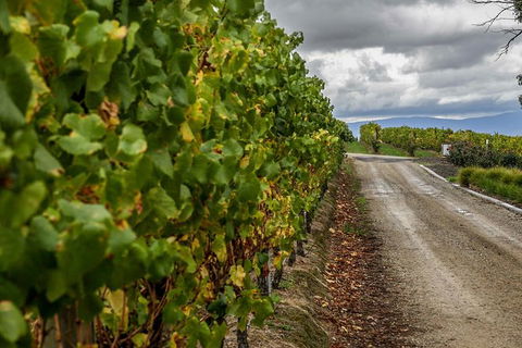 Yarra Valley Public Winery Tours - Hotel Gold Coast 18