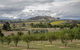 Yarra Valley Public Winery Tours - thumb 5