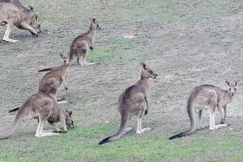 Yarra Valley Public Winery Tours - Hotel Gold Coast 13