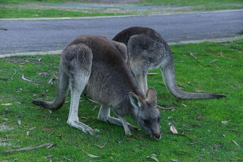 Private Overnight Camping Trip From Melbourne (price Is Per Group) - Hotel Gold Coast 5