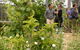 Guided Edible Forest Tour - thumb 0