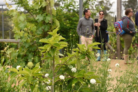 Guided Edible Forest Tour - Hotel Gold Coast 0