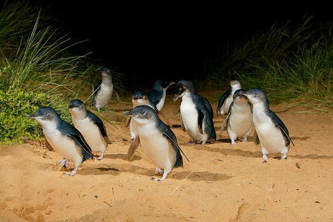 Phillip Island And French Island Wildlife Expedition - Hotel Gold Coast 8