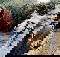 Farm Visit - Hotel Gold Coast