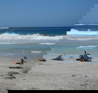 Kangaroo Island in a Day Tour from Adelaide - Hotel Gold Coast