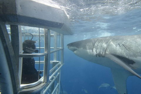 White Shark Tour With Optional Cage Dive From Port Lincoln - Hotel Gold Coast 1