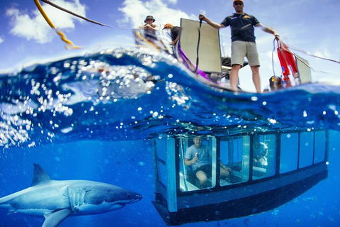 White Shark Tour With Optional Cage Dive From Port Lincoln - Hotel Gold Coast 0