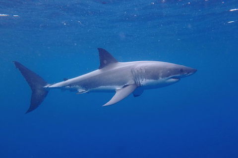 White Shark Tour With Optional Cage Dive From Port Lincoln - Hotel Gold Coast 5