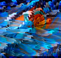 5-Day Best of Cairns with Daintree Kuranda and Great Barrier Reef