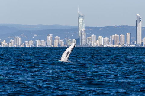 Half-Day Whale Watching And Canal Cruise From Surfers Paradise - Hotel Gold Coast 1