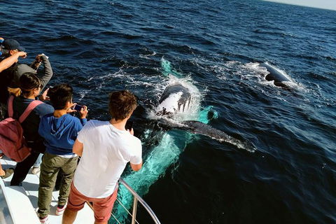 Half-Day Whale Watching And Canal Cruise From Surfers Paradise - Hotel Gold Coast 0