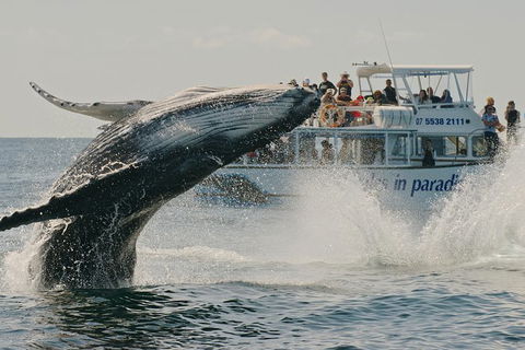 Half-Day Whale Watching And Canal Cruise From Surfers Paradise - Hotel Gold Coast 3