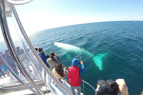Half-Day Whale Watching And Canal Cruise From Surfers Paradise - Hotel Gold Coast 6