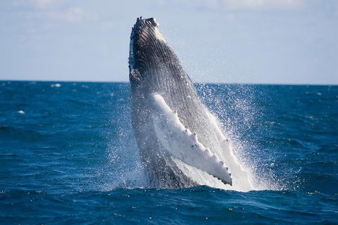 Half-Day Whale Watching And Canal Cruise From Surfers Paradise - Hotel Gold Coast 5
