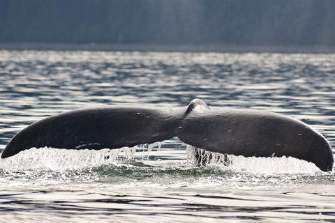 Half-Day Whale Watching And Canal Cruise From Surfers Paradise - Hotel Gold Coast 7