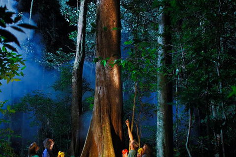 Daintree Rainforest Night Walk From Cape Tribulation - Hotel Gold Coast 1