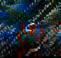 Daintree Rainforest Night Walk from Cape Tribulation