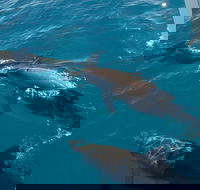 Fraser Island  Dolphin Sailing Adventure - Hotel Gold Coast