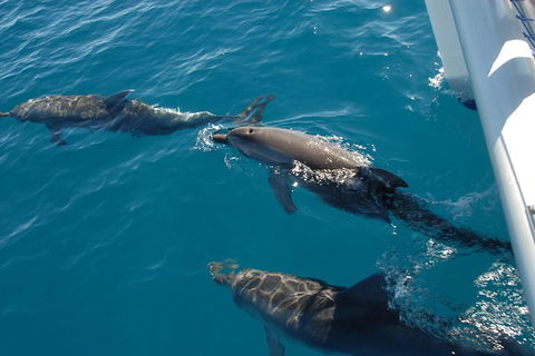 Fraser Island & Dolphin Sailing Adventure - Hotel Gold Coast 0
