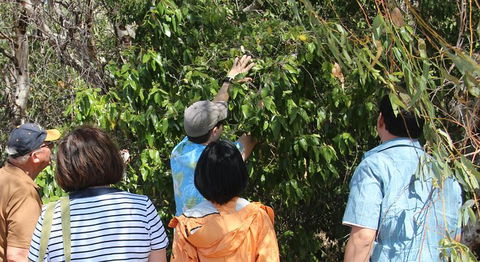 Magnetic Island Tour: Maggie Comprehensive - Hotel Gold Coast 6