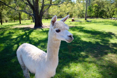 Half Day Animal Tour - Hotel Gold Coast 0