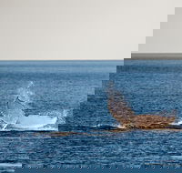 Whale Watching Ocean Tour - Hotel Gold Coast