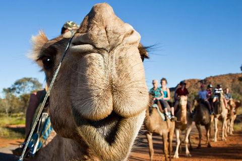Alice Springs Camel Tour - Hotel Gold Coast 10