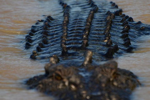 Darwin Jumping Crocodiles Cruise On Adelaide River - Hotel Gold Coast 1