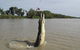Darwin Jumping Crocodiles Cruise On Adelaide River - thumb 2