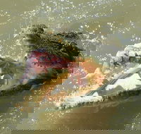 Darwin Jumping Crocodiles Cruise on Adelaide River - Hotel Gold Coast