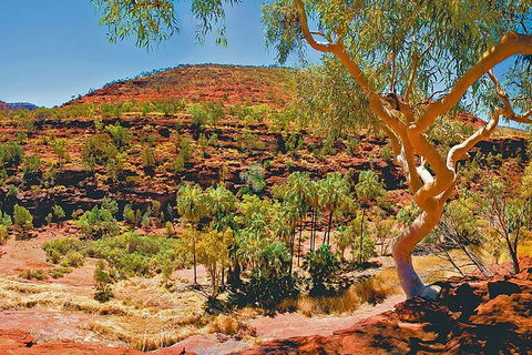 Palm Valley 4WD Tour From Alice Springs - Hotel Gold Coast 6