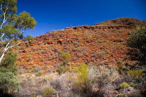 Palm Valley 4WD Tour From Alice Springs - Hotel Gold Coast 7