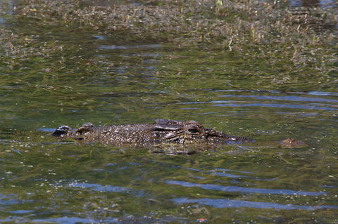 Kakadu, Nourlangie And Yellow Waters Tour From Darwin - Hotel Gold Coast 16