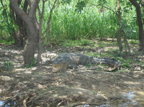 Kakadu, Nourlangie And Yellow Waters Tour From Darwin - Hotel Gold Coast 21