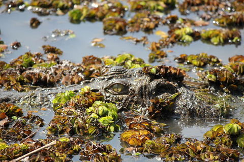 Kakadu, Nourlangie And Yellow Waters Tour From Darwin - Hotel Gold Coast 17