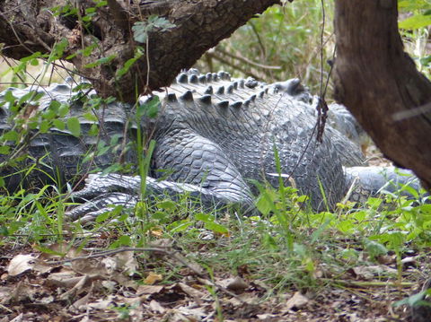 Kakadu, Nourlangie And Yellow Waters Tour From Darwin - Hotel Gold Coast 13