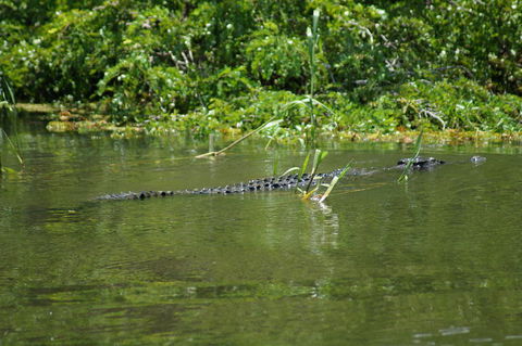 Kakadu, Nourlangie And Yellow Waters Tour From Darwin - Hotel Gold Coast 4