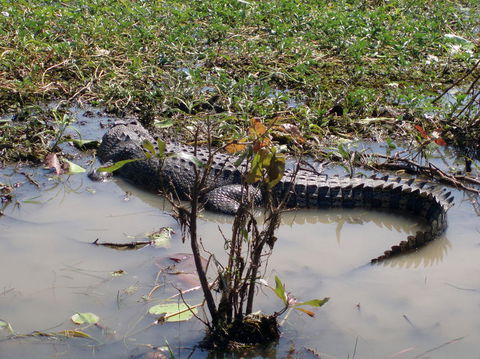 Kakadu, Nourlangie And Yellow Waters Tour From Darwin - Hotel Gold Coast 19