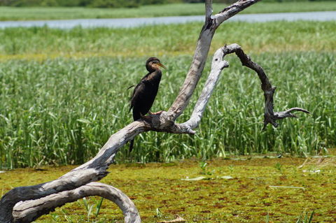 Kakadu, Nourlangie And Yellow Waters Tour From Darwin - Hotel Gold Coast 2