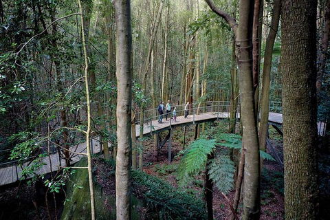 All-Inclusive Blue Mountains Tour In A Luxury Mercedes Sprinter - Hotel Gold Coast 13