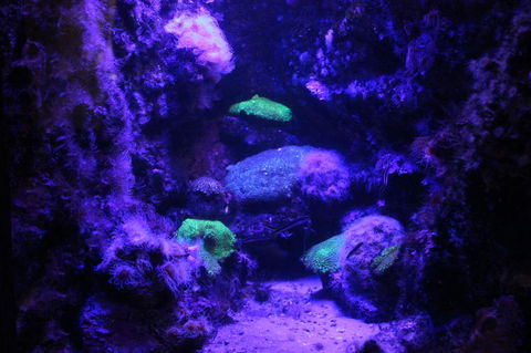 SEA LIFE Sydney Aquarium Entrance Ticket - Hotel Gold Coast 8