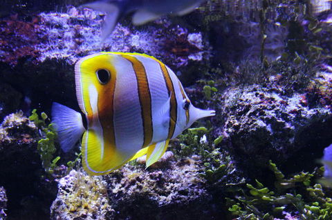 SEA LIFE Sydney Aquarium Entrance Ticket - Hotel Gold Coast 7